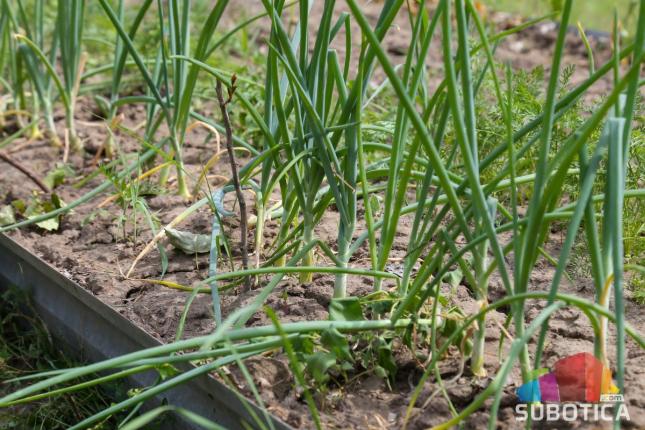 Socijalno ugrožene porodice održavaju permakulturne bašte i ubiru plodove