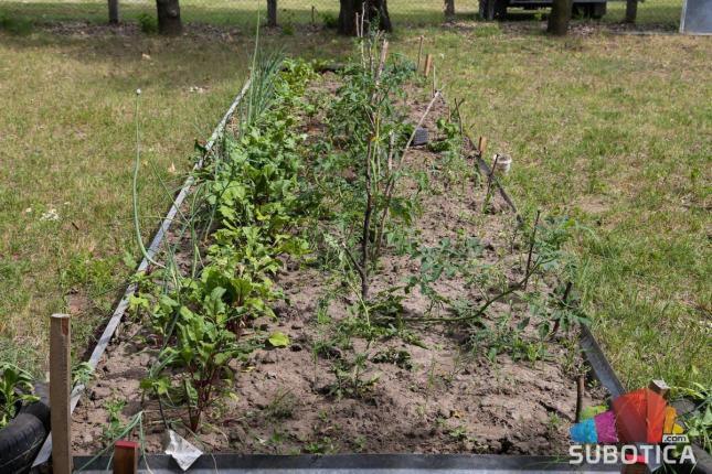 Socijalno ugrožene porodice održavaju permakulturne bašte i ubiru plodove