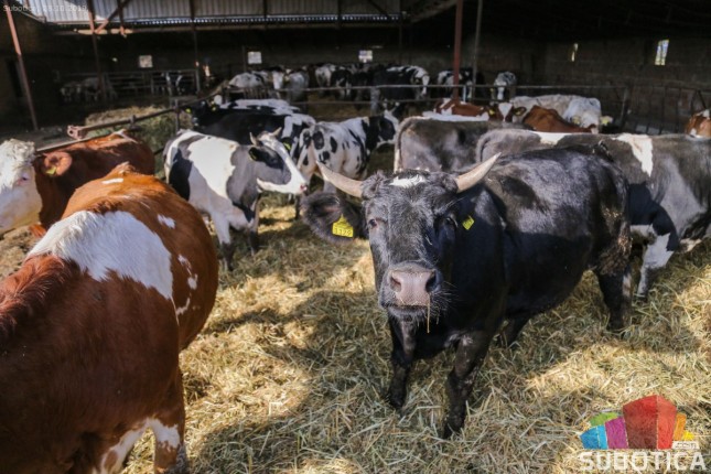 Ministar poljoprivrede sa subotičkim poljoprivrednicima