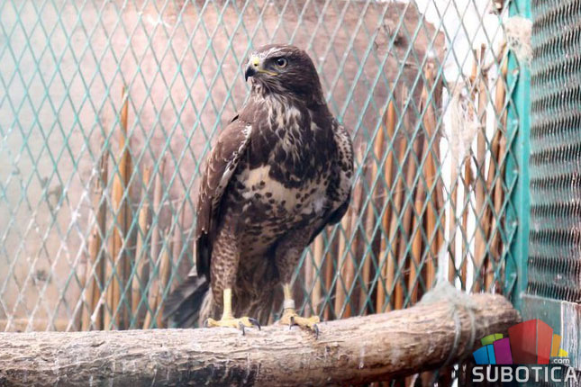 Zoo vrt na Paliću sigurna kuća za divlje životinje