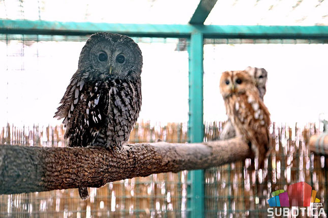 Zoo vrt na Paliću sigurna kuća za divlje životinje