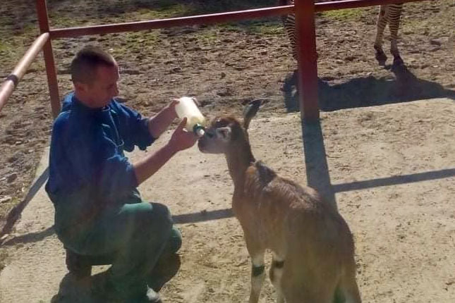 Proteklu godinu u Zoološkom vrtu obeležio veliki broj mladunaca ali i dosta životinja iz prihvatilišta