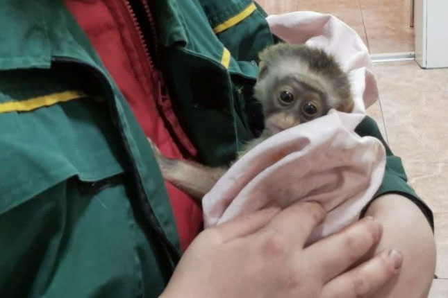 Proteklu godinu u Zoološkom vrtu obeležio veliki broj mladunaca ali i dosta životinja iz prihvatilišta