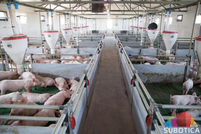 Ministar poljoprivrede Branislav Nedimović posetio gazdinstvo u Bikovu