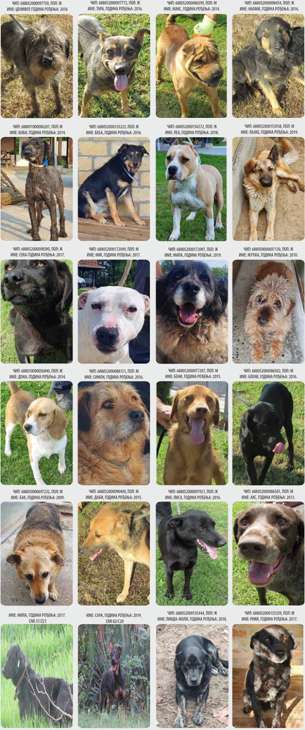 Psi iz Prihvatilišta u subotu na Prozivci - promocija udomljavanja napuštenih životinja
