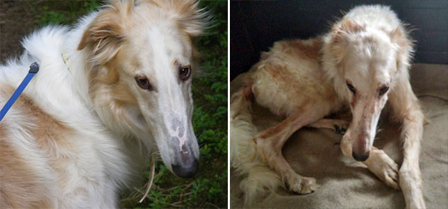 Međunarodna potraga za hrtom Viktorom