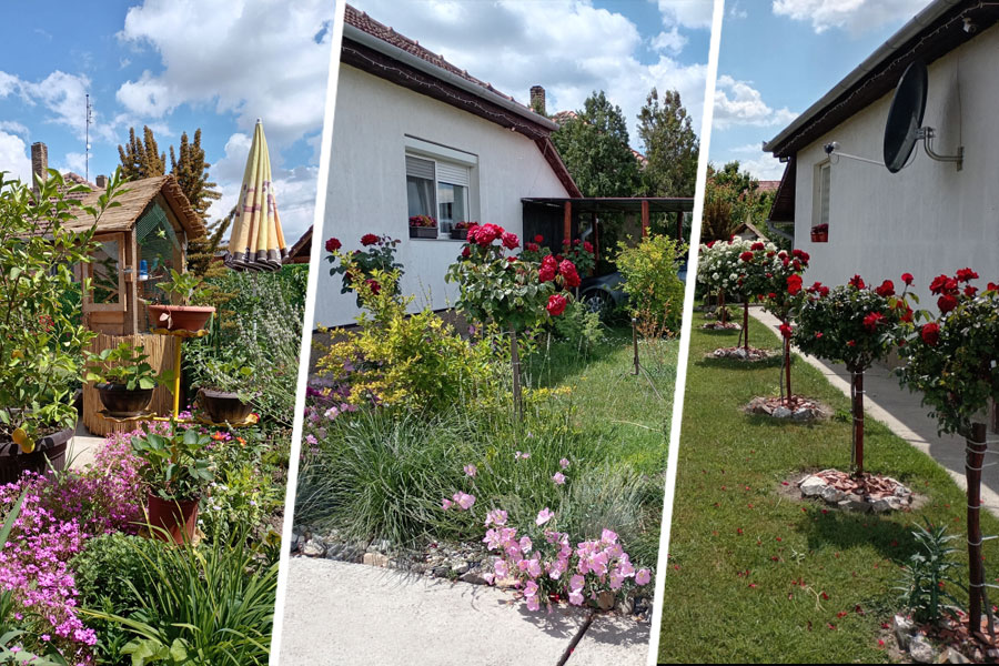 Izbor za najlepše dvorište Subotice - pogledajte prijave i glasajte za vašeg favorita