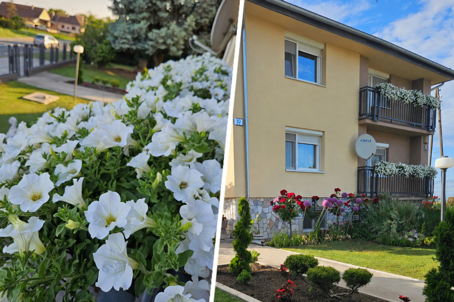 Izbor za najlepše dvorište Subotice - pogledajte prijave i glasajte za vašeg favorita