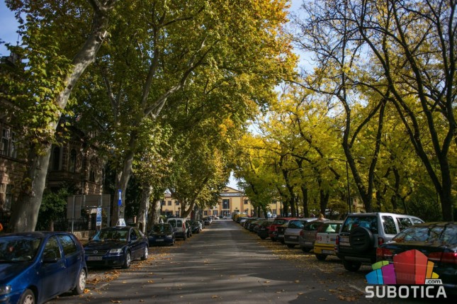Sadnja drveća se odvija redovno, ali ne može bilo gde