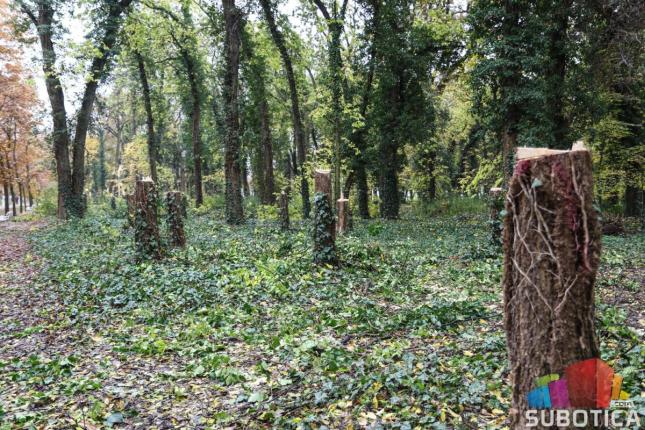 U toku radovi na održavanju i uklanjanju bolesnih stabala u parku na Paliću