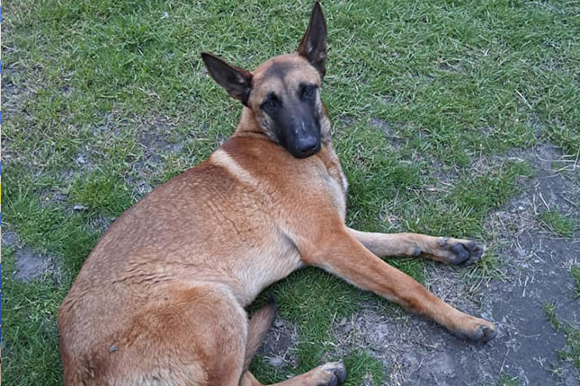 Ogorčeni roditelji dece koju su izujedali belgijski ovčari, protiv vlasnika biće podneta krivična prijava