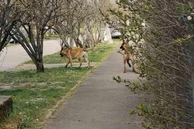 Ogorčeni roditelji dece koju su izujedali belgijski ovčari, protiv vlasnika biće podneta krivična prijava