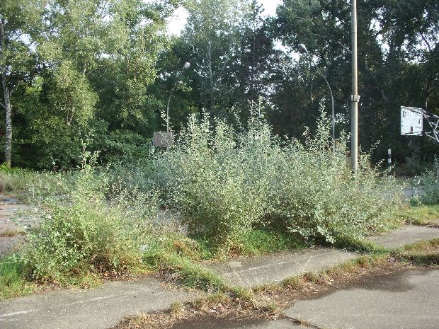 Rešena pištaljka! - Sređivanje sportskog terena na Paliću