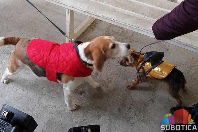 Učenici Hemijsko-tehnološke škole napravili odeću i hranu za pse