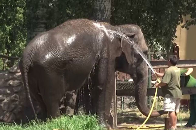 Rashlađivanje u Zoo vrtu