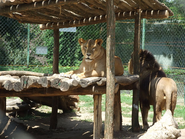 Ni životinjama nije lako na ovim visokim temperaturama (Palićki ZOO vrt)