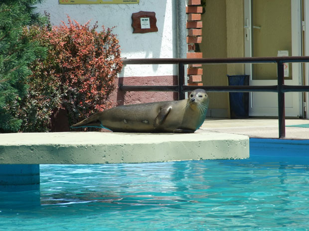 Ni životinjama nije lako na ovim visokim temperaturama (Palićki ZOO vrt)