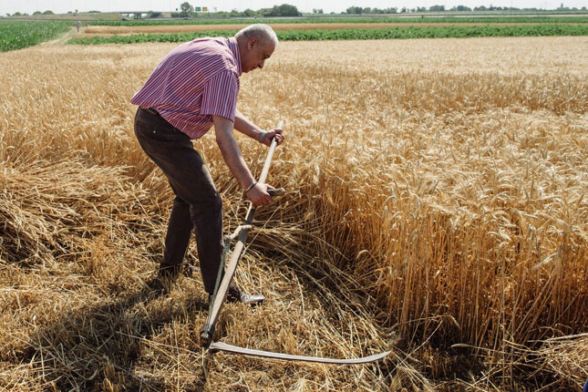 Održano tradicionalno košenje žita – ris, deo proslave "Dana Dužijance"