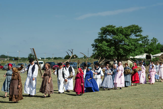 Održano tradicionalno košenje žita – ris, deo proslave "Dana Dužijance"