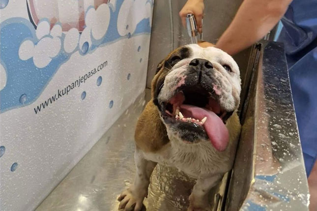 Vikend besplatnog kupanja u samouslužnoj perionici pasa preko puta Sinagoge - ponesite peškir