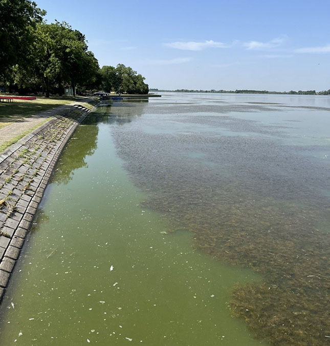Po Palićkom jezeru se širi vodena vegetacija, što je pozitivna pojava