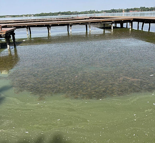 Po Palićkom jezeru se širi vodena vegetacija, što je pozitivna pojava