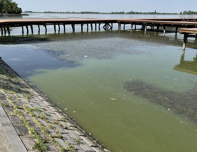 Po Palićkom jezeru se širi vodena vegetacija, što je pozitivna pojava