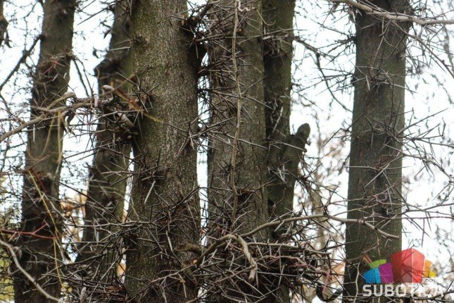 Nastavljena revitalizacija Spomenika prirode "Stabla hrasta lužnjaka na Paliću"