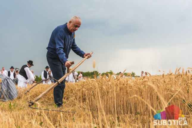 Prikazan ris - bunjevački običaj košenja žita