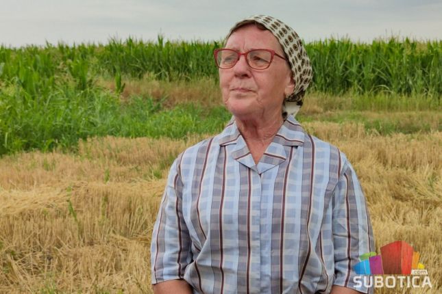 Prikazan ris - bunjevački običaj košenja žita