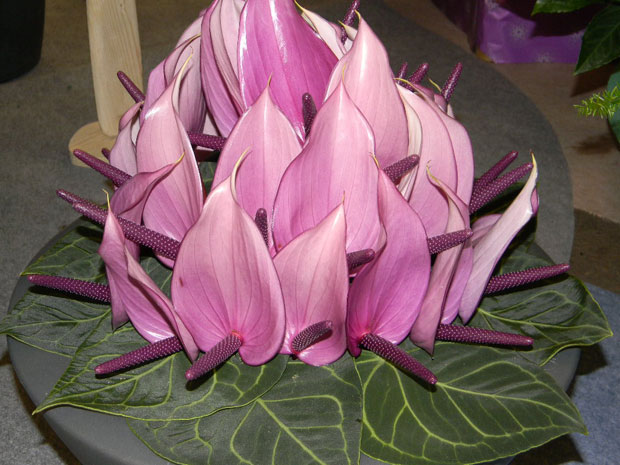 Sajam cveća u Budimpešti