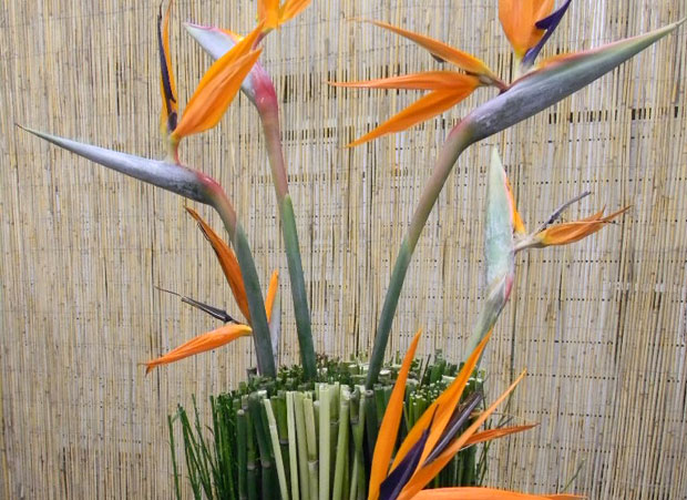 Sajam cveća u Budimpešti