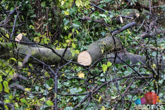 Uklanja se 40 stabala gelegunje iz Aleje hrastova na Paliću