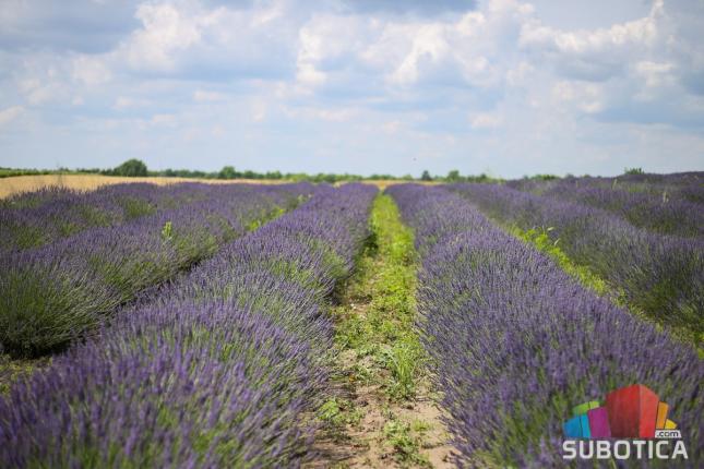 "Humanitarni dani lavande" za vikend u Željezničkom naselju