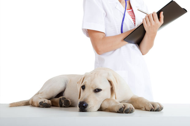 Zaštite vašeg ljubimca od komaraca i krpelja na vreme