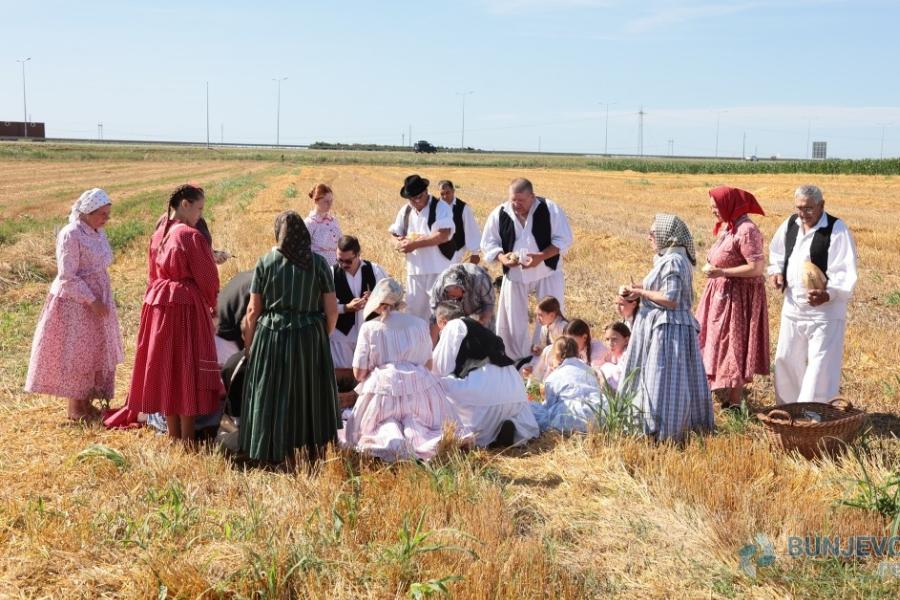 Miris zrelog žita i zvuk kose: Tradicionalni ris okupio čuvare bunjevačke baštine