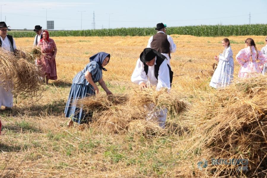 Miris zrelog žita i zvuk kose: Tradicionalni ris okupio čuvare bunjevačke baštine