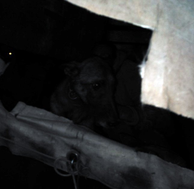 Zlostavljanje pasa uznemirilo Subotičane, aktivisti spasili osamnaest životinja iz neuslovnog smeštaja