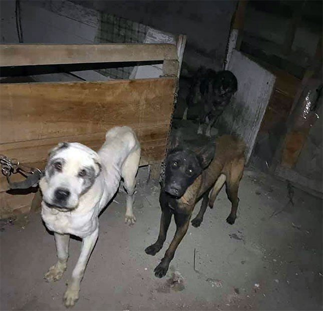 Zlostavljanje pasa uznemirilo Subotičane, aktivisti spasili osamnaest životinja iz neuslovnog smeštaja