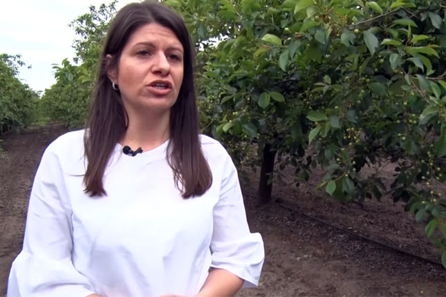 Zbog niske otkupne cene višanja, subotički voćari "obrali bostan"