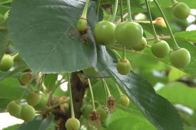 Zbog niske otkupne cene višanja, subotički voćari "obrali bostan"