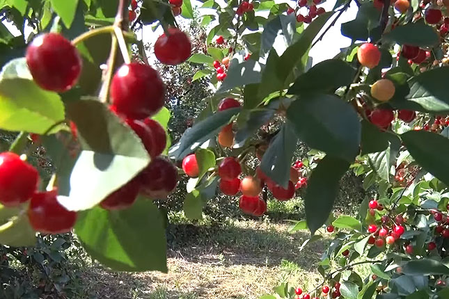 Zbog niske otkupne cene višanja, subotički voćari "obrali bostan"