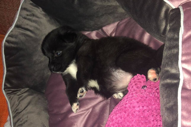 Stanari zgrade na Radijalcu spasili tek oštenjene kučiće