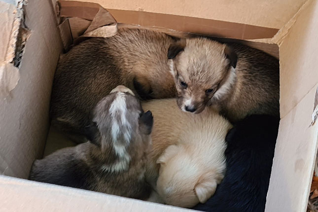 Stanari zgrade na Radijalcu spasili tek oštenjene kučiće