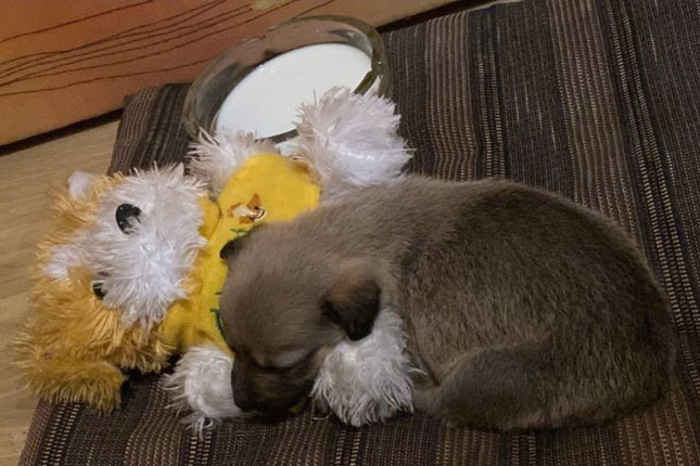 Stanari zgrade na Radijalcu spasili tek oštenjene kučiće