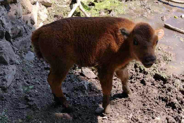 Zaplenjene medvedice Mara i Stana utočište pronašle u našem Zoo vrtu