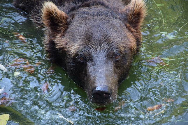 Zaplenjene medvedice Mara i Stana utočište pronašle u našem Zoo vrtu