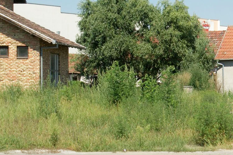 Obavezno uklanjanje ambrozije u roku od 15 dana