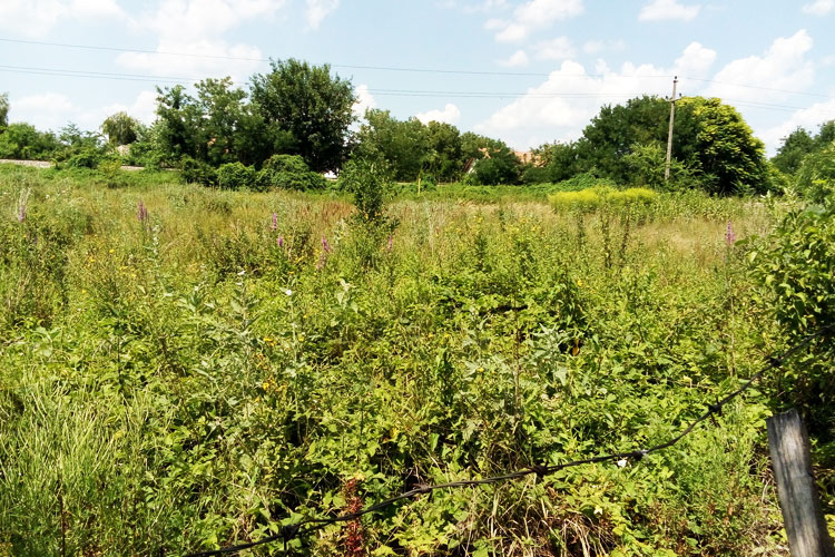 Obavezno uklanjanje ambrozije u roku od 15 dana