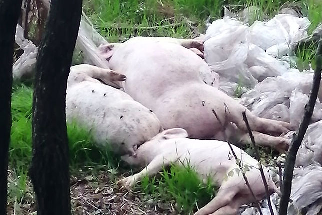 Komšijske svinje zadaju muke stanovnicima Makove sedmice